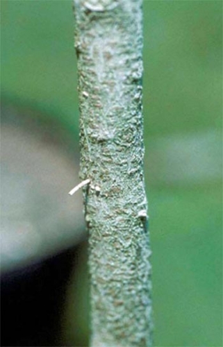 Frass cloumn of black stem borer Frass cloumn of black stem borer