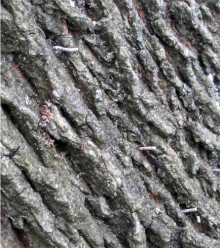 Frass tubes protruding from Norway maple Frass tubes protruding from Norway maple