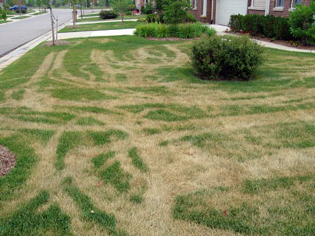 Heat track damage on lawn Heat track damage on lawn