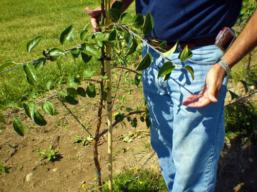 Bending branches Bending branches