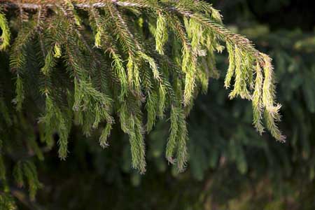 Suspected Imprelis injury on Norway spruce Suspected Imprelis injury on Norway spruce