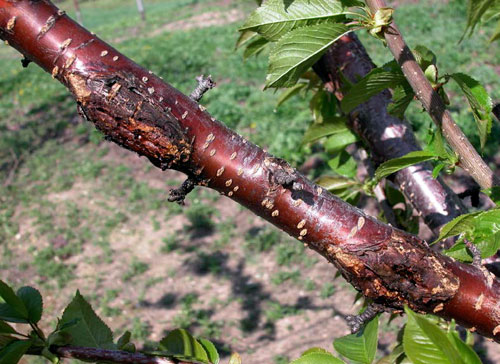 Sunken canker Sunken canker