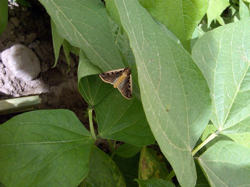 Adult wester bean cutworm moth Adult wester bean cutworm moth