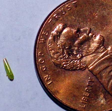 Potato leafhopper adult Potato leafhopper adult