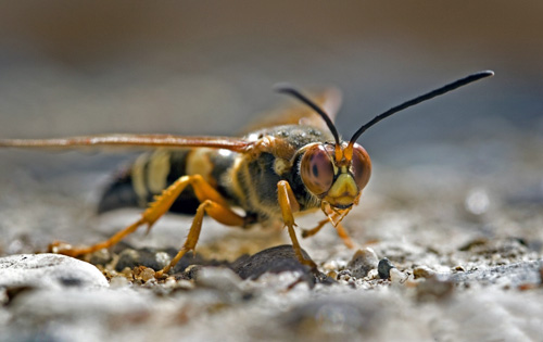 Close up of cicada killer