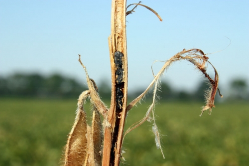 Sclerotia Sclerotia