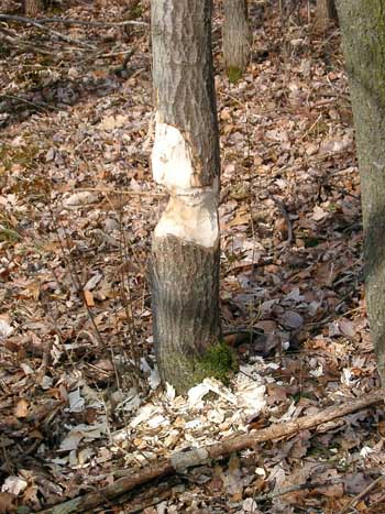 Beaver damage Beaver damage
