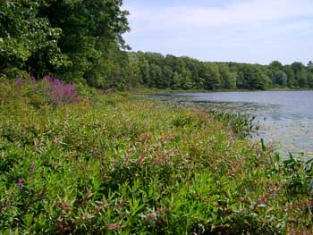 Pickerel Lake Pickerel Lake