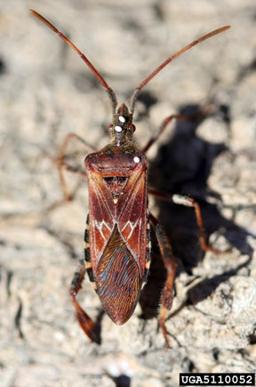 Western conifer seed bug Western conifer seed bug
