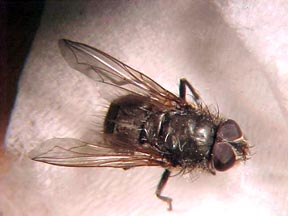 Clusterfly dorsal Clusterfly dorsal