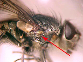 Clusterfly Clusterfly