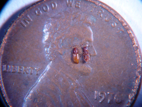 foreign grain beetle on penny foreign grain beetle on penny