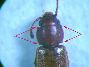 Foreign grain beetle Foreign grain beetle