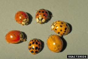 Multicolored lady beetle Multicolored lady beetle
