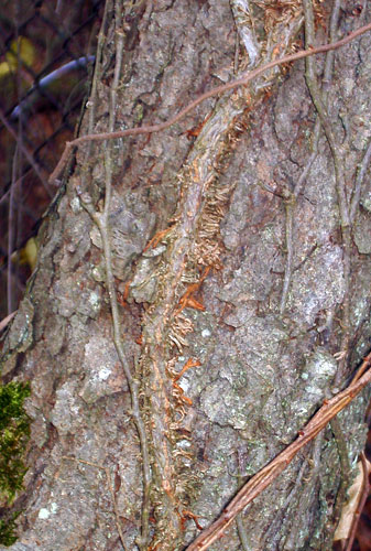 Poison ivy stem