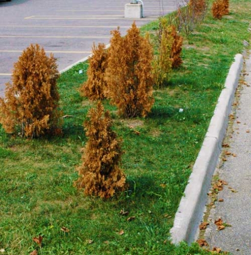 Conifer drought Conifer drought