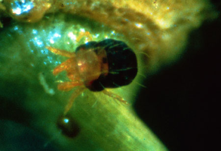 Spider mite with egg Spider mite with egg