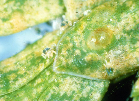 Spider mite feeding damage Spider mite feeding damage