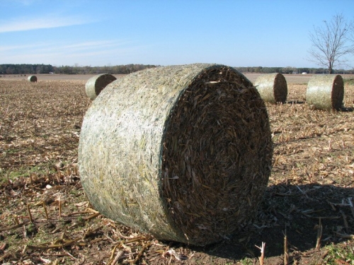 corn stover