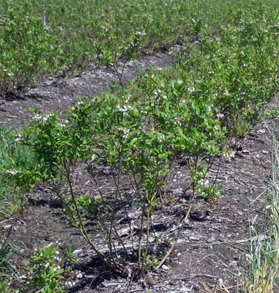Renovated plants