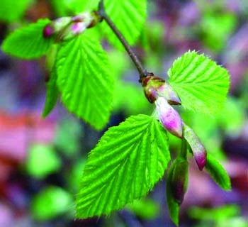 European Hornbeam leaves