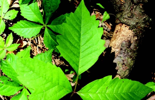 Poison ivy leaves Poison ivy leaves