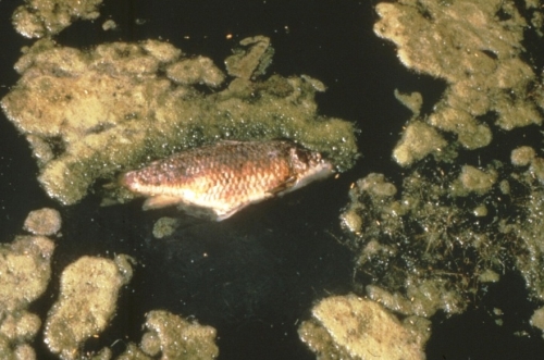 Summer fish kills. Photo source: Michigan Department of Environmental Quality Summer fish kills. Photo source: Michigan Department of Environmental Quality
