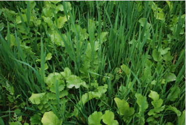 Forage radish and oat mixture in late September after 50 days of growth Forage radish and oat mixture in late September after 50 days of growth