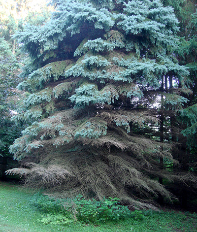 Decline starts on lower branches