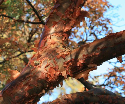 tree trunk with red curling bark