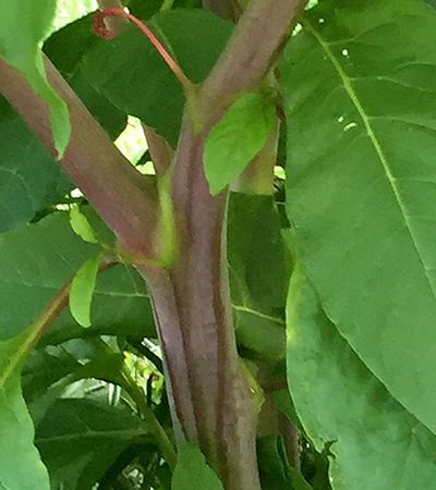 Pokeweed stem