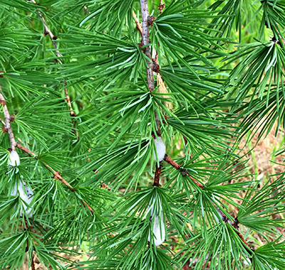 Spittlebug on larch branch. Photo:  Jill O&rsquo;Donnell