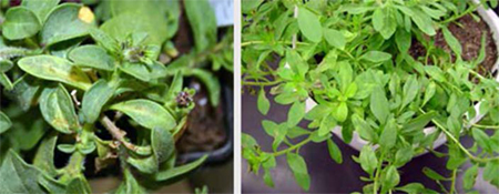 Tobacco mosaic virus Tobacco mosaic virus