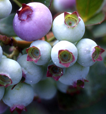 Fruit coloring