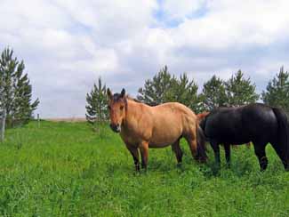 Lush spring pastures can be high in fructan content. Lush spring pastures can be high in fructan content.